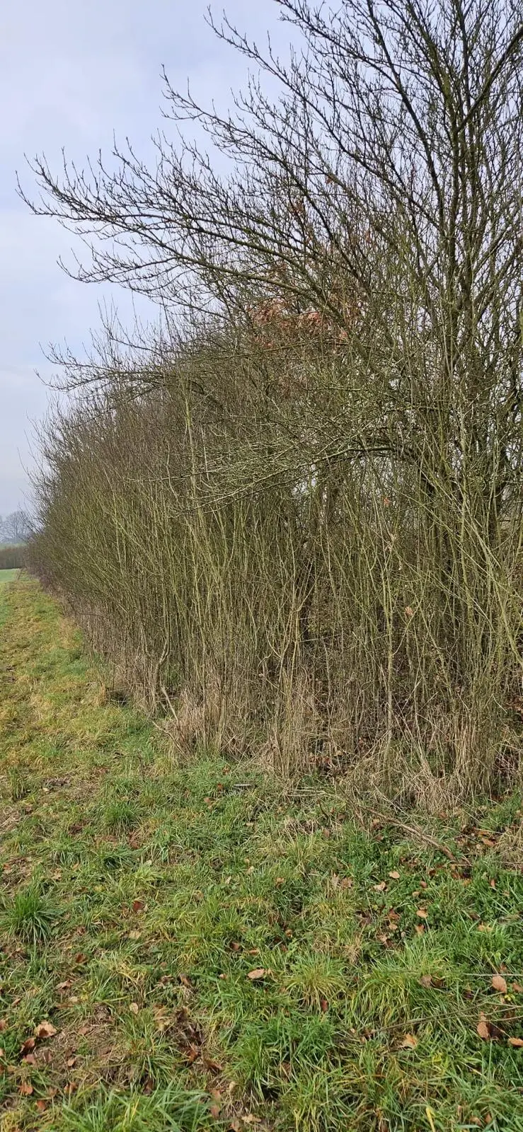 Heckenschnitt & Grünschnitt - Bild 5