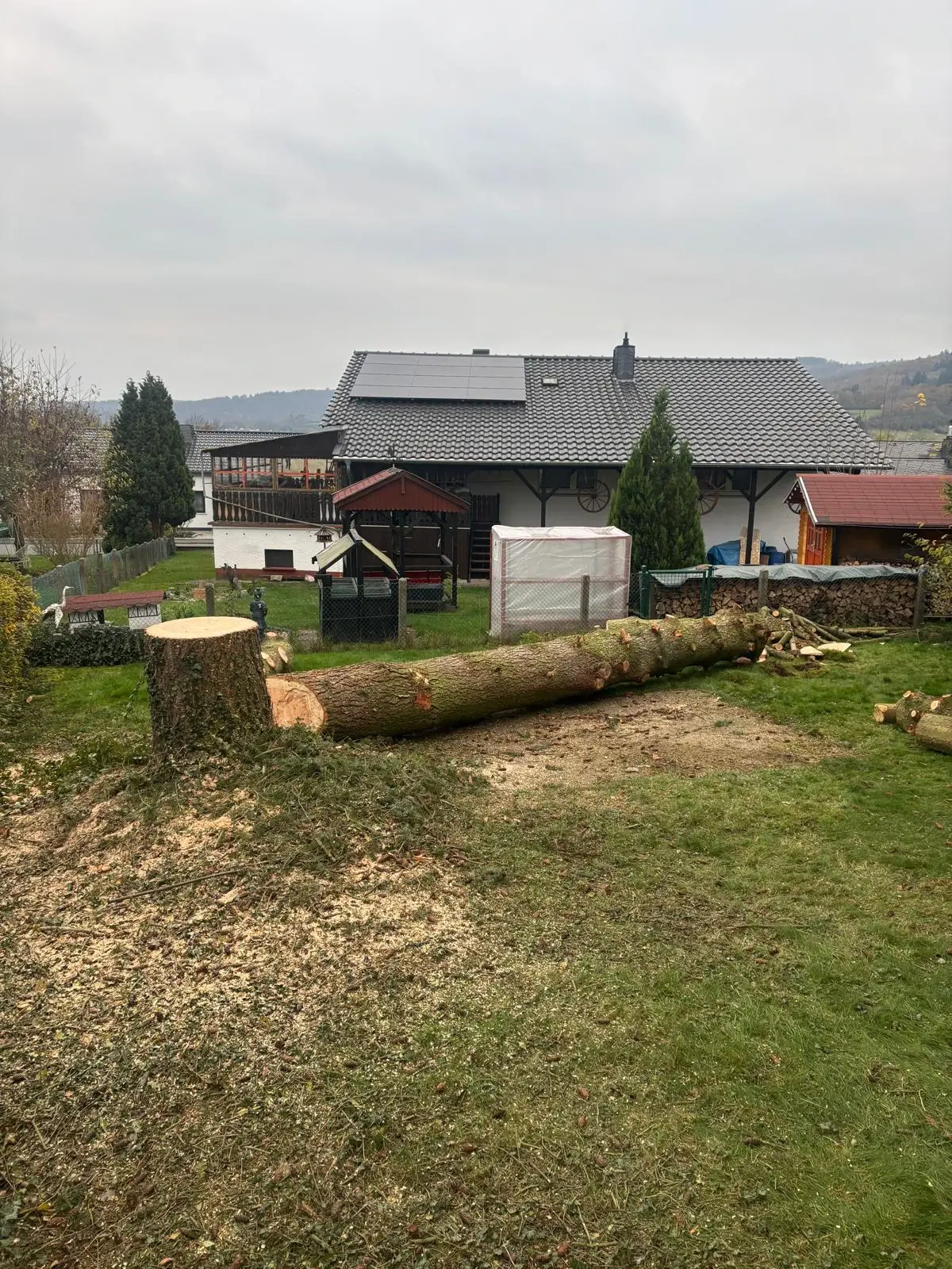 Baumfällungen & Baumpflege - Bild 1