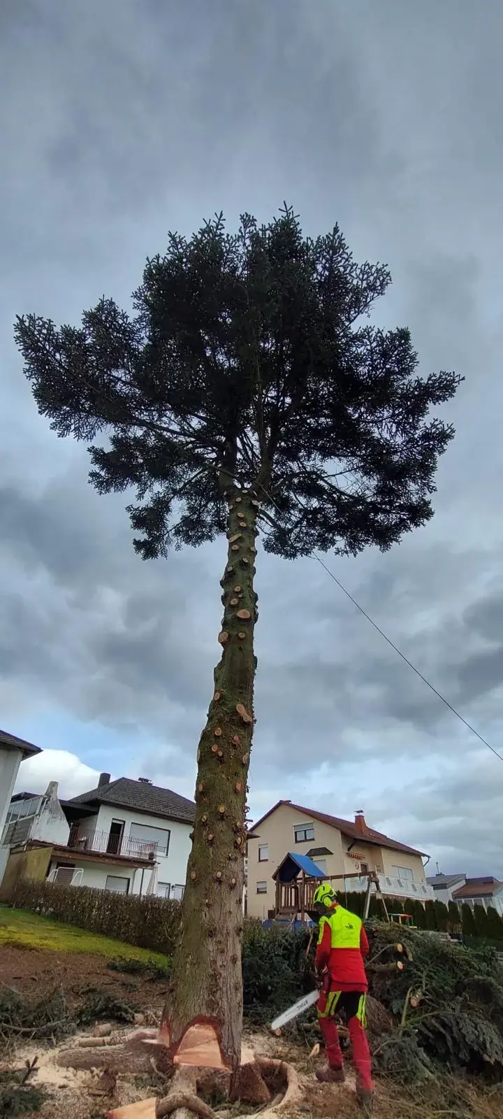 Baumfällungen & Baumpflege - Bild 6