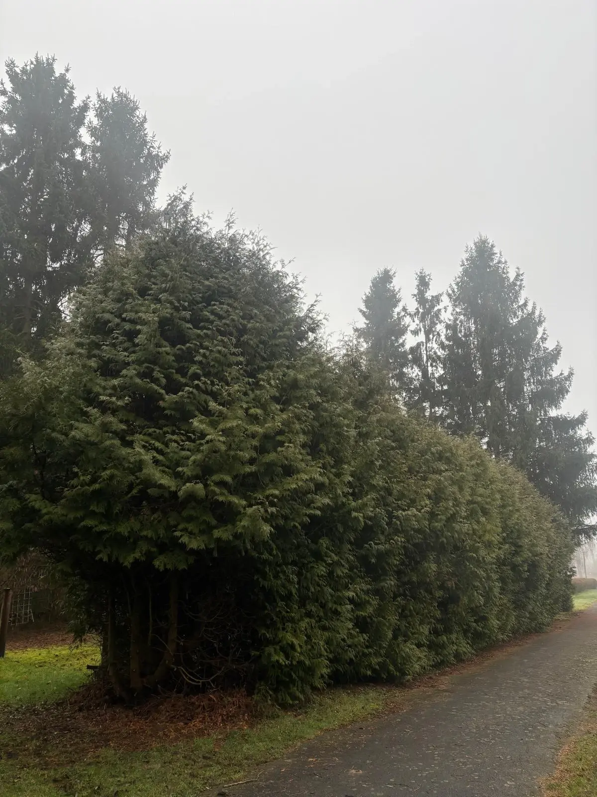 Heckenschnitt & Grünschnitt - Bild 1