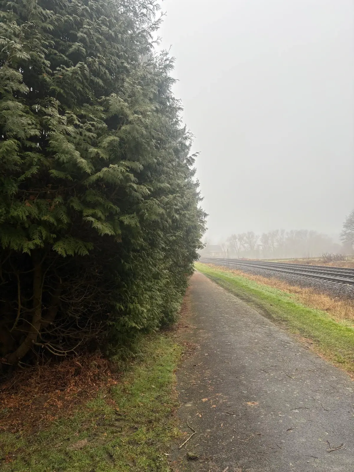 Heckenschnitt & Grünschnitt - Bild 2