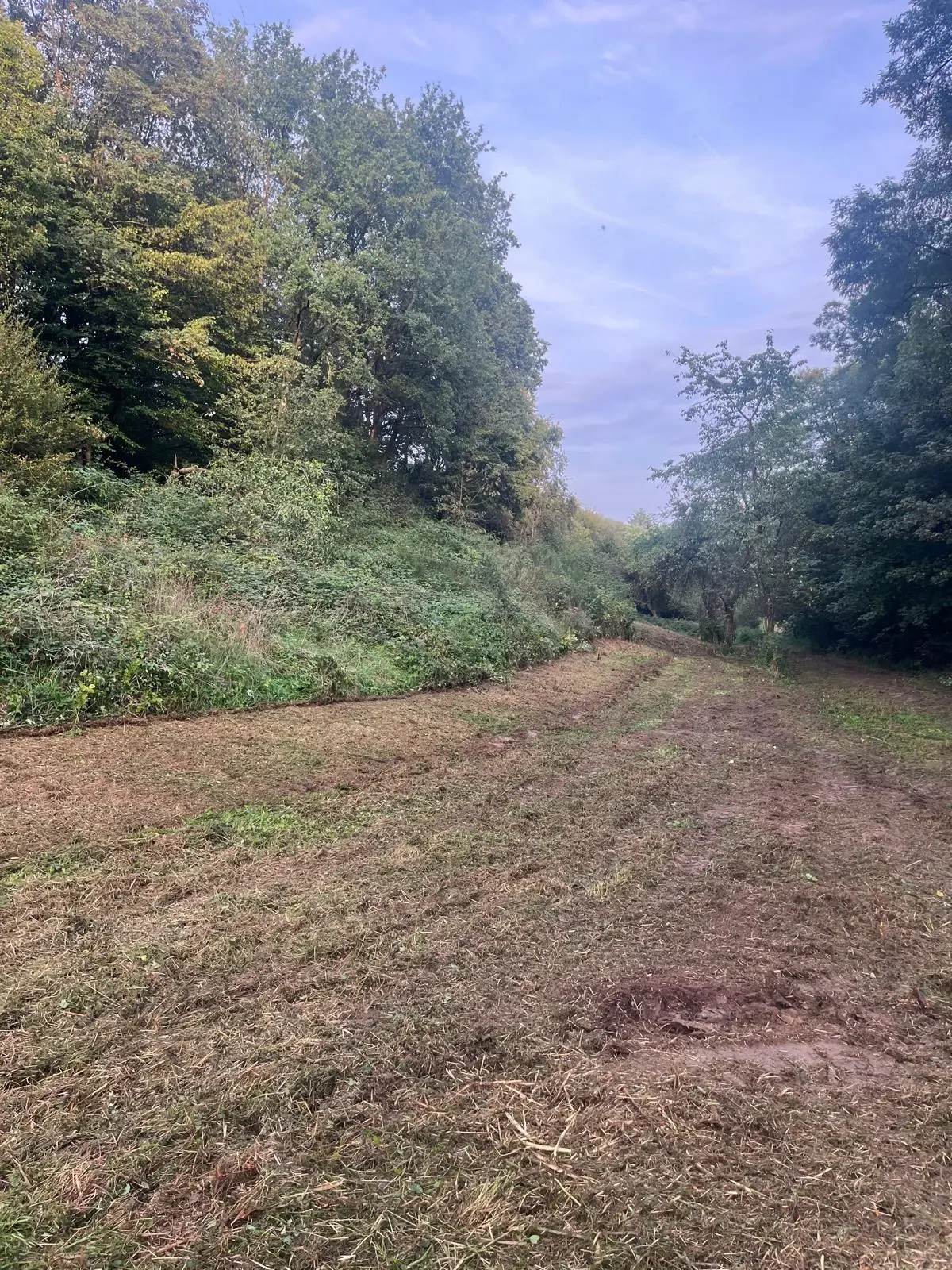 Mulcharbeiten - Bild 3