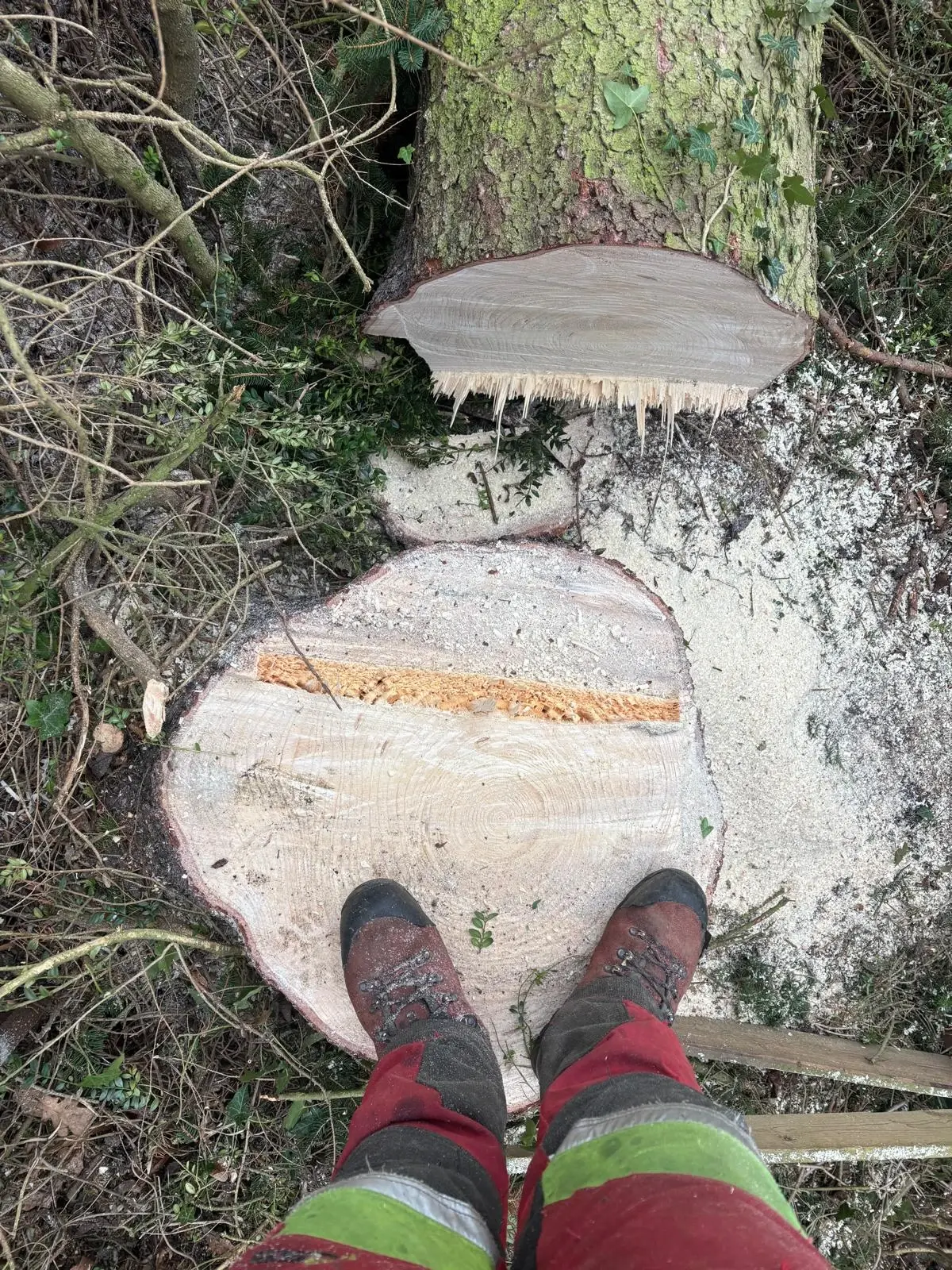 Baumfällungen & Baumpflege - Bild 4