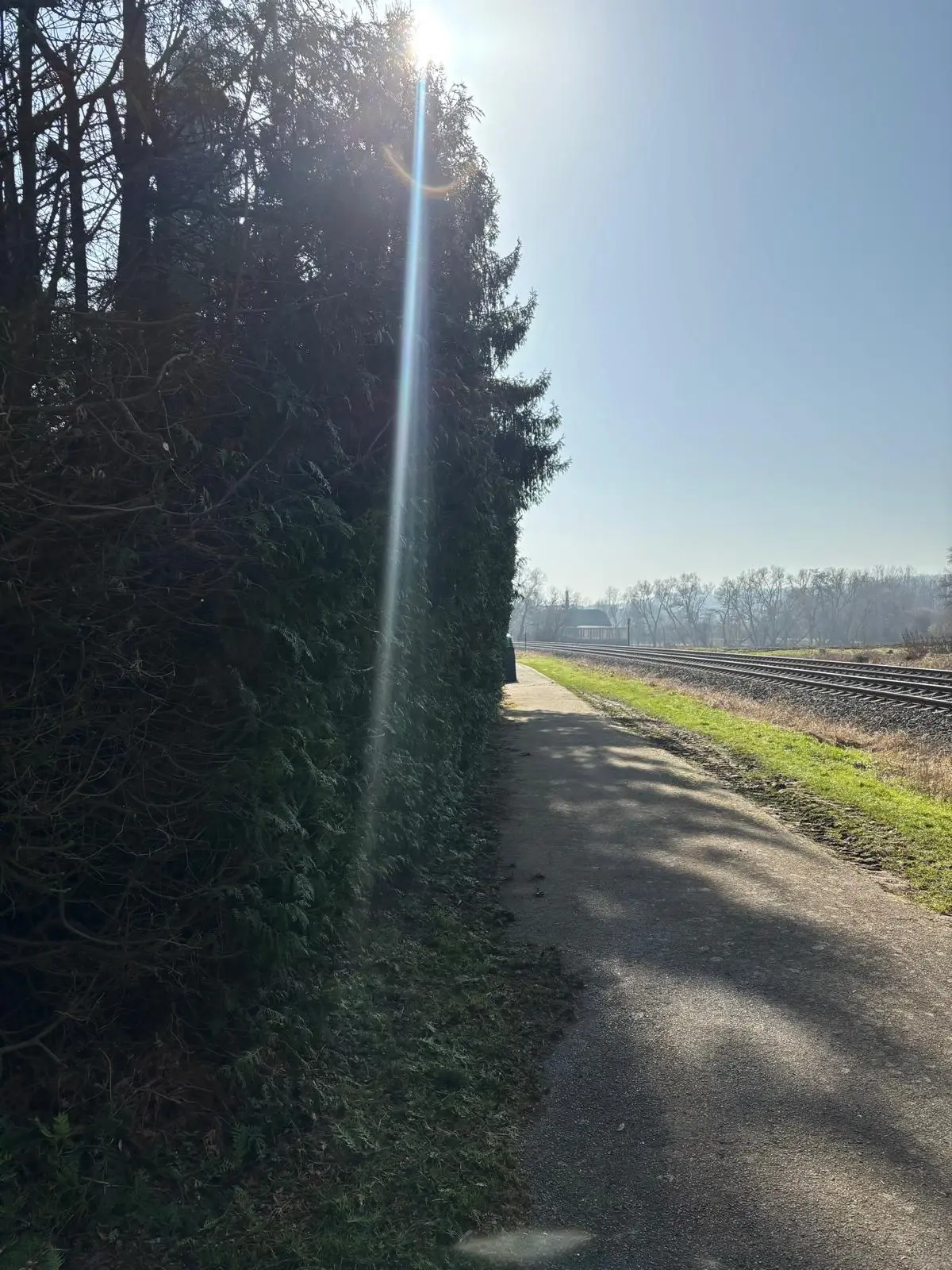 Heckenschnitt & Grünschnitt - Bild 4