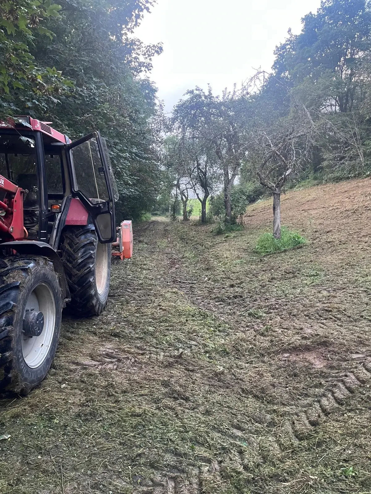 Mulcharbeiten - Bild 4