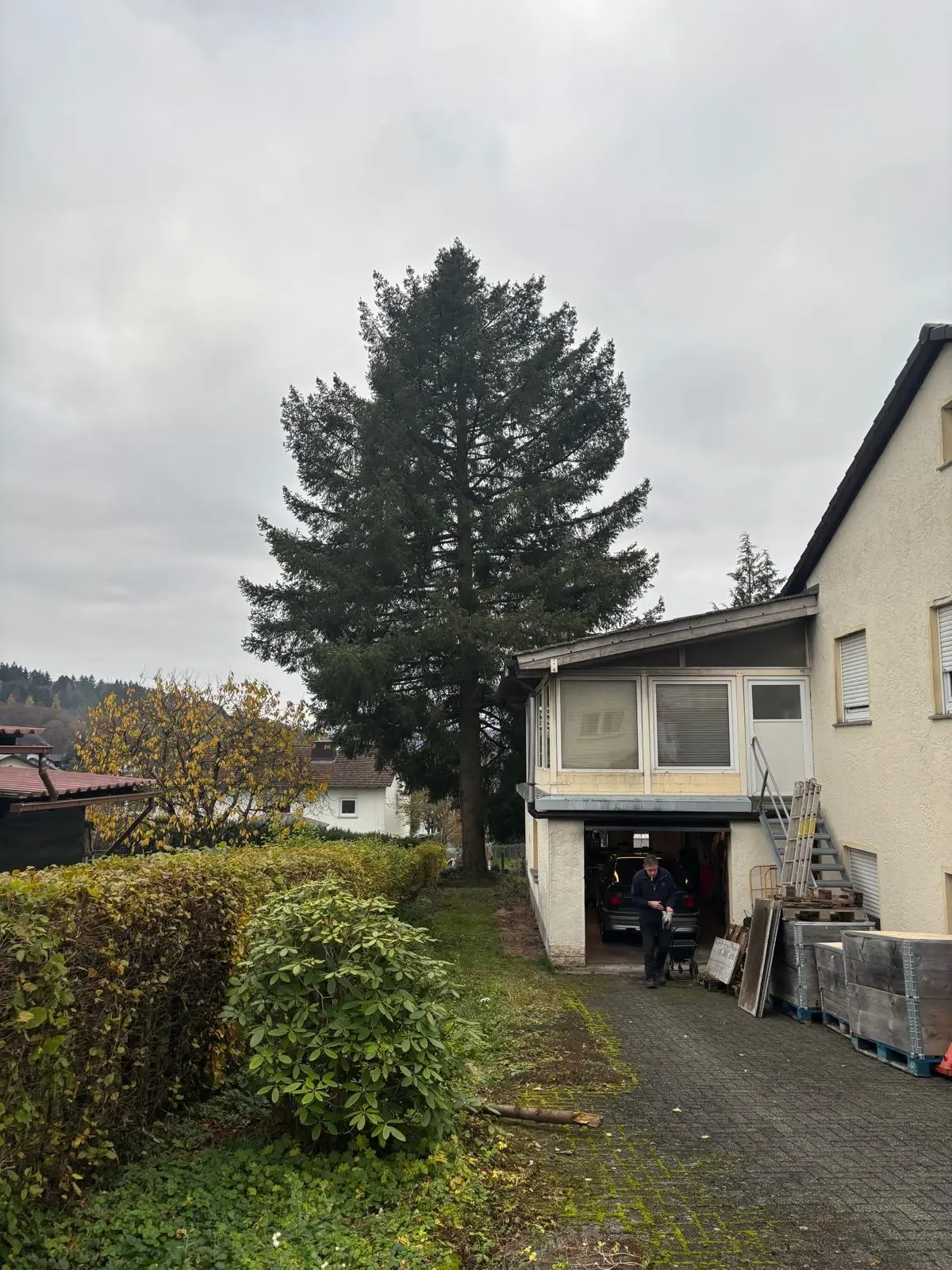 Baum vor der Fällung